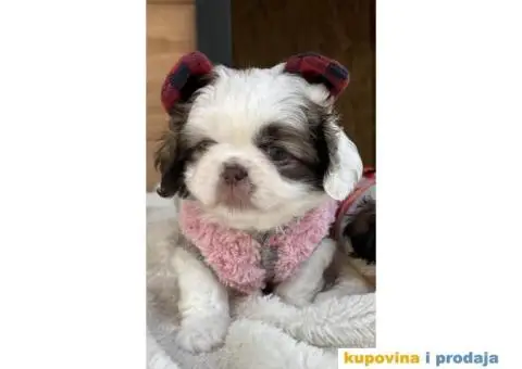 Pekinezer štenci na prodaju - 4/11