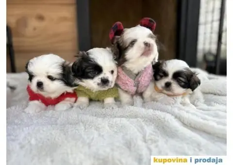 Pekinezer štenci na prodaju - 6/11