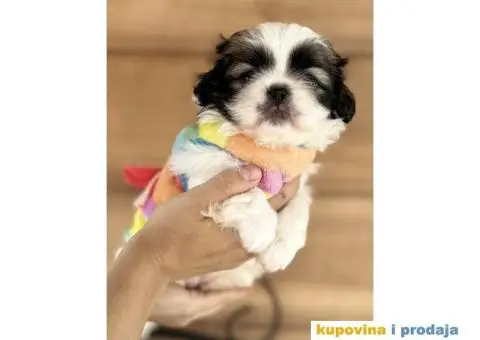 Pekinezer štenci na prodaju - 7/11