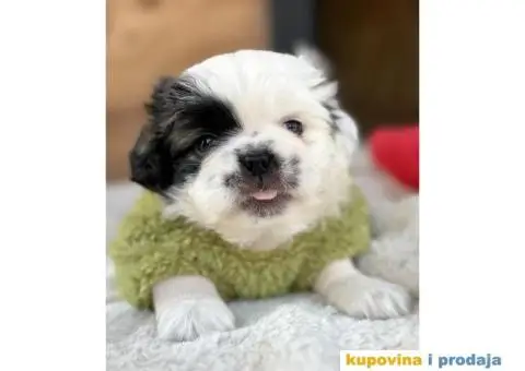 Pekinezer štenci na prodaju - 8/11