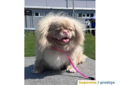 Pekinezer štenci na prodaju - 9/11