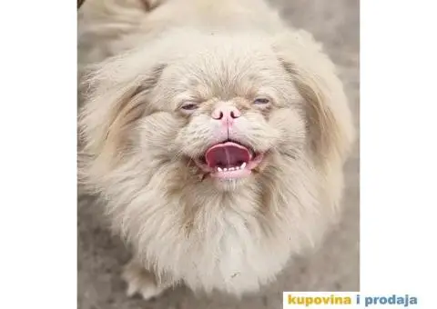 Pekinezer štenci na prodaju - 10/11