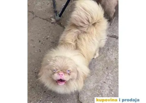 Pekinezer štenci na prodaju - 11/11