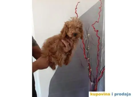 Patuljasta Pudla - 2/2