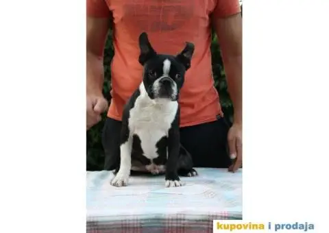 Boston Terijer - 2/6