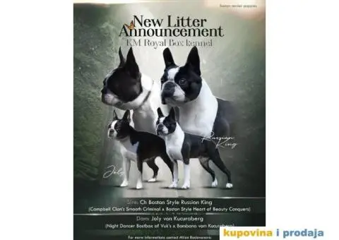 Boston Terijer - 3/6