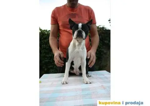 Boston Terijer - 4/6