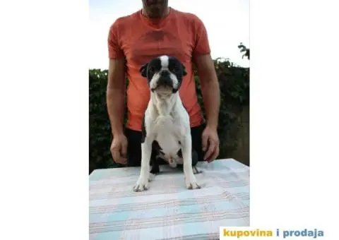 Boston Terijer - 5/6