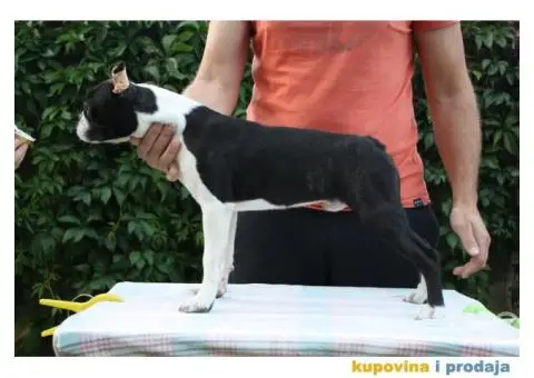 Boston Terijer - 6/6