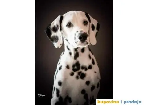 Dalmatinski pas – najava legla - 1/6