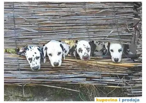 Dalmatinski pas – najava legla - 2/6