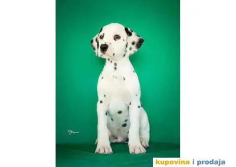 Dalmatinski pas – najava legla - 3/6