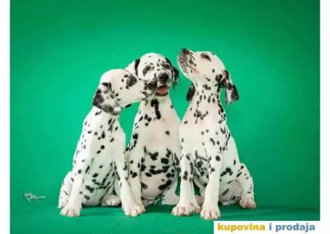 Dalmatinski pas – najava legla - 4/6