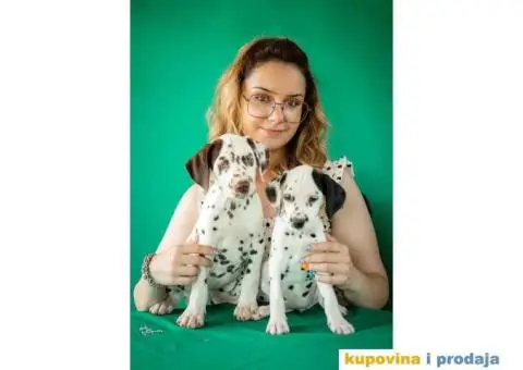 Dalmatinski pas – najava legla - 5/6