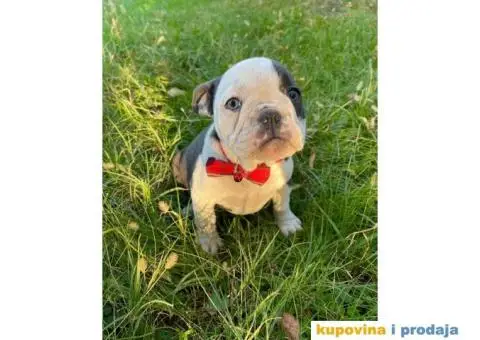 Engleski Buldog Egzoticne boje - 1/10