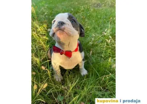 Engleski Buldog Egzoticne boje - 2/10