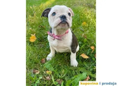 Engleski Buldog Egzoticne boje - 3/10