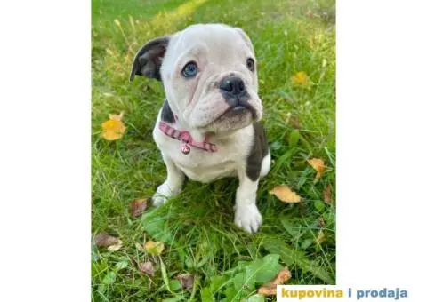 Engleski Buldog Egzoticne boje - 4/10
