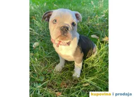 Engleski Buldog Egzoticne boje - 5/10