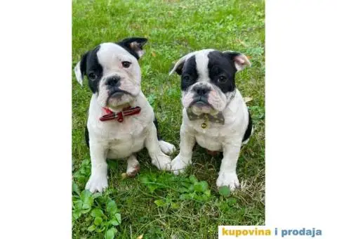 Engleski Buldog Egzoticne boje - 6/10
