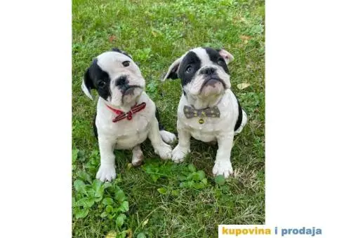 Engleski Buldog Egzoticne boje - 7/10