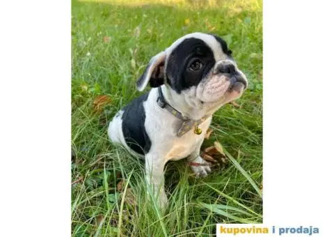 Engleski Buldog Egzoticne boje - 8/10