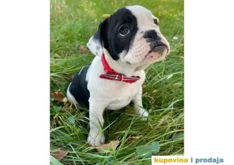 Engleski Buldog Egzoticne boje - 9/10