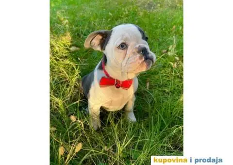 Engleski Buldog Egzoticne boje - 10/10