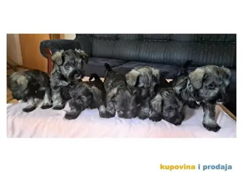 Patuljasti Biber-So Snaucer - 1/14