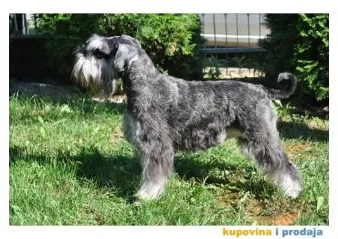 Patuljasti Biber-So Snaucer - 4/14