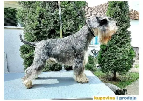 Patuljasti Biber-So Snaucer - 5/14