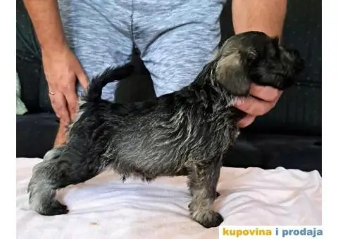 Patuljasti Biber-So Snaucer - 6/14