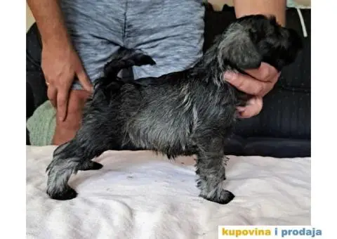 Patuljasti Biber-So Snaucer - 7/14