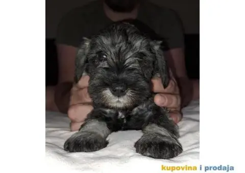 Patuljasti Biber-So Snaucer - 8/14