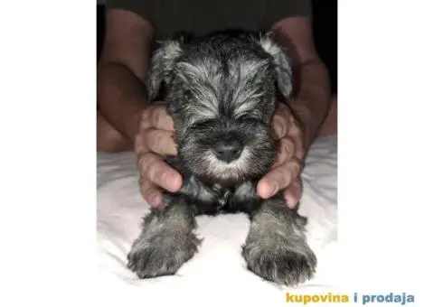 Patuljasti Biber-So Snaucer - 9/14