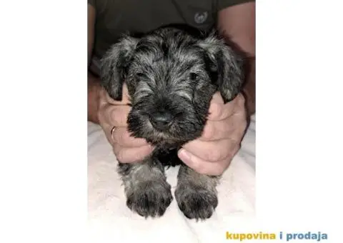 Patuljasti Biber-So Snaucer - 10/14