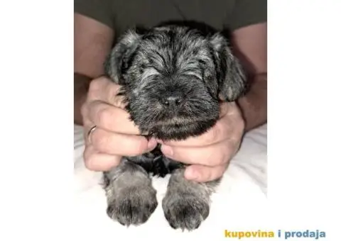 Patuljasti Biber-So Snaucer - 11/14