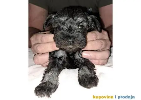 Patuljasti Biber-So Snaucer - 12/14