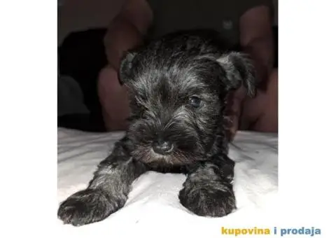 Patuljasti Biber-So Snaucer - 13/14