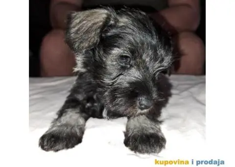 Patuljasti Biber-So Snaucer - 14/14