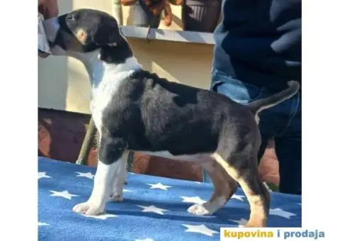 Bul terijer štenci - 1/6