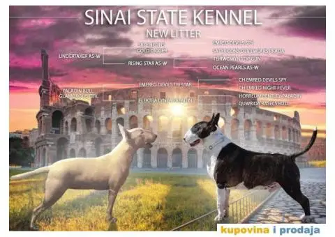 Bul terijer štenci - 2/6