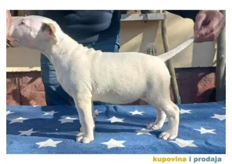 Bul terijer štenci - 3/6