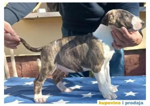 Bul terijer štenci - 5/6