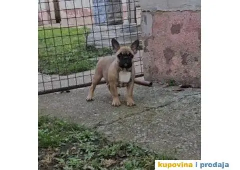 Francuski Buldog - 1/3