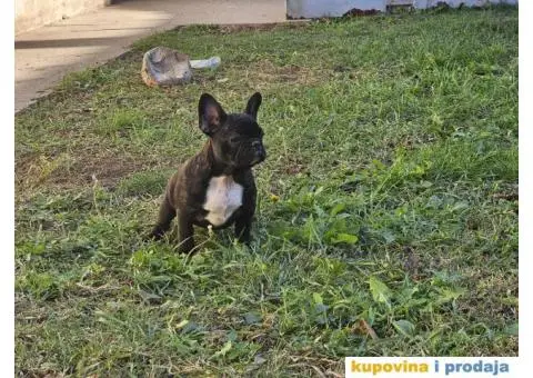 Francuski Buldog - 2/3