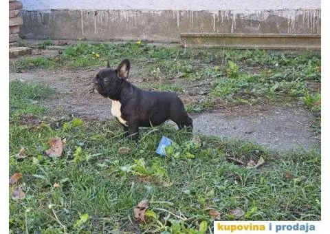 Francuski Buldog - 3/3