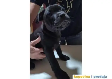 Stafordski bul terijer prelepo štene - 1/8