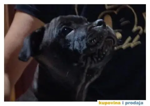 Stafordski bul terijer prelepo štene - 2/8