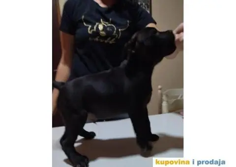 Stafordski bul terijer prelepo štene - 3/8